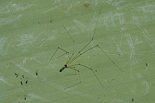 <i>Uthina</i> (spider) Genus of spiders