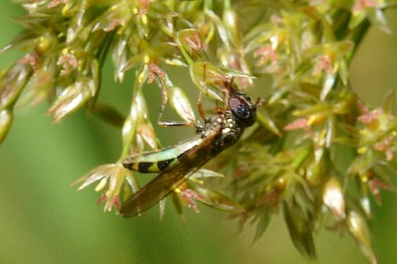 Variable Duskyface (Melanostoma mellinum)