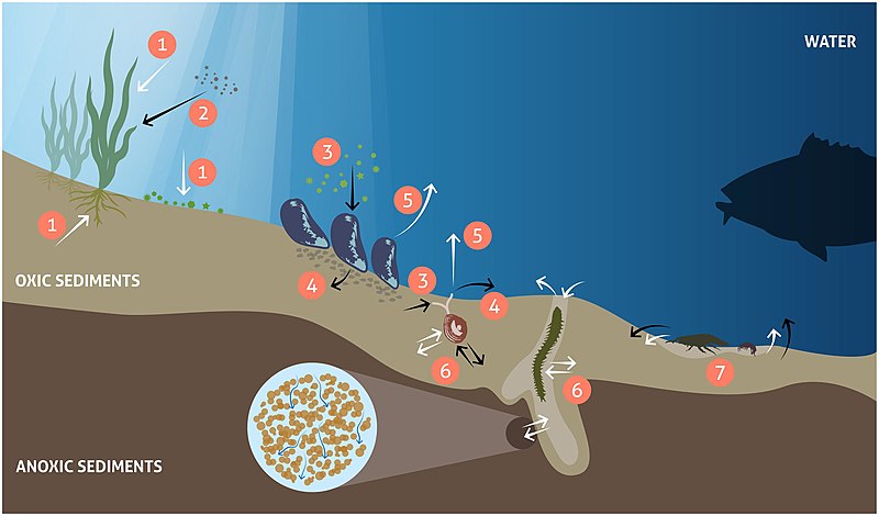 File:Vegetation and fauna processes controlling benthic biogeochemical fluxes.jpg