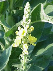 <center>Verbascum olympicum</center>