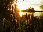 Veterans Park Lagune - milwaukee.jpg