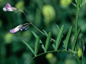 Four-seeded vetch (Vicia tetrasperma)