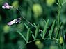 Vierzadige wikke (Vicia tetrasperma subsp. tetrasperma)
