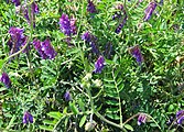 Vicia villosa, or winter vetch