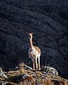 * Nomination Wild vicuña sighted in the province of Contumazá, Cajamarca region - Peru. By User:Rtm115 --Cbrescia 14:30, 10 July 2023 (UTC) * Promotion Are you sure it isn't tilted for real? --Poco a poco 18:27, 10 July 2023 (UTC)