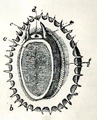 View on the animal of Patella vulgata.png