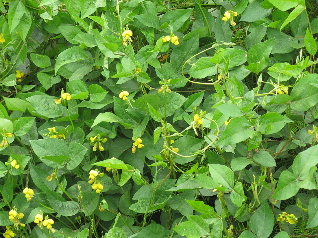 Vigna luteola