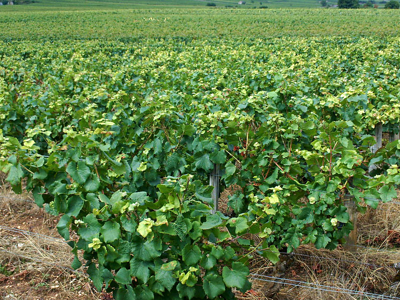 File:Vignes Bourgogne 2.jpg