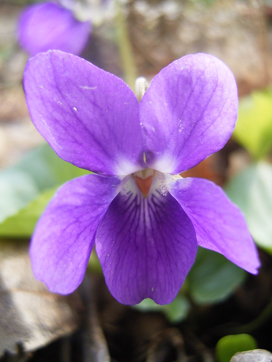 Viola odorata фото