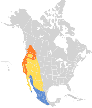 Vireo cassinii map.svg