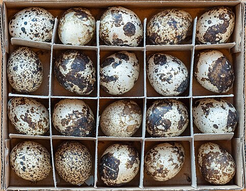 Blown out quail eggs in a cardboard box