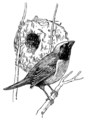 Weaverbird (PSF).png