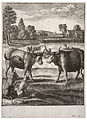 Wenceslas Hollar - The ox and the steer (State 2).jpg