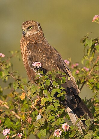 Western marsh harrier Western Marsh Harrier- Bangalore, India.jpg