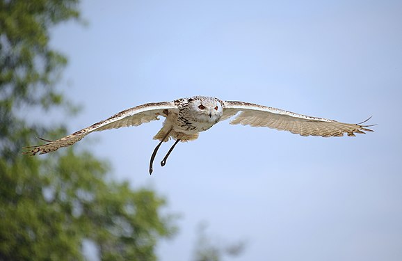 Western Siberian eagle-owl (Bubo bubo sibiricus) in flight, Wildpark Poing, Germany