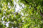 Thumbnail for File:Western wood-pewee (51249842678).jpg