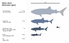 Comparação entre tubarão-baleia e um mergulhador