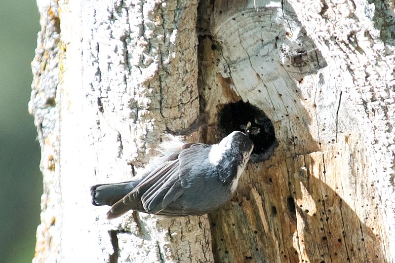 File:White-breasted Nuthatch (nesting) -NMP 6-11-12 3.jpg