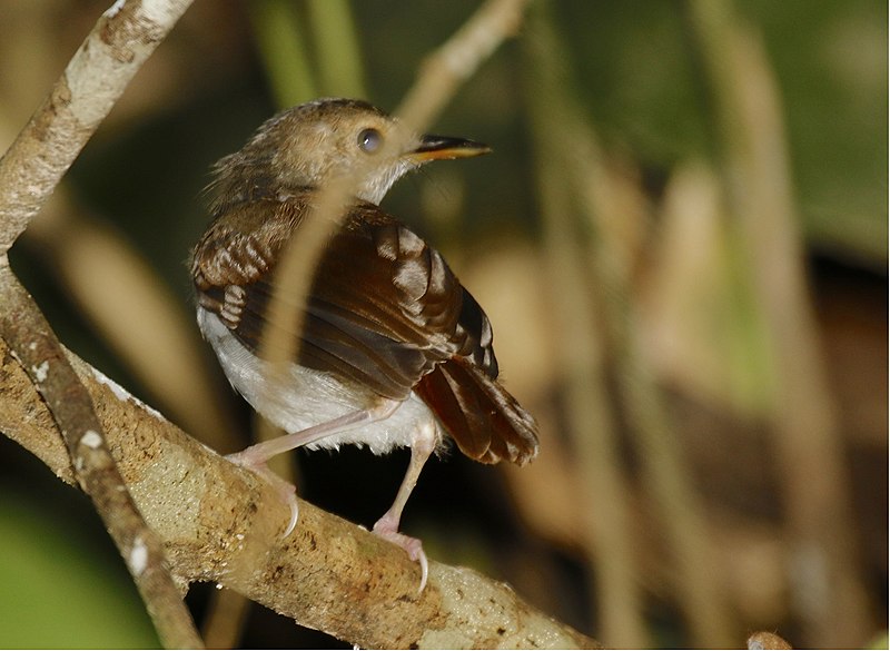 File:White-chested Babbler.jpg