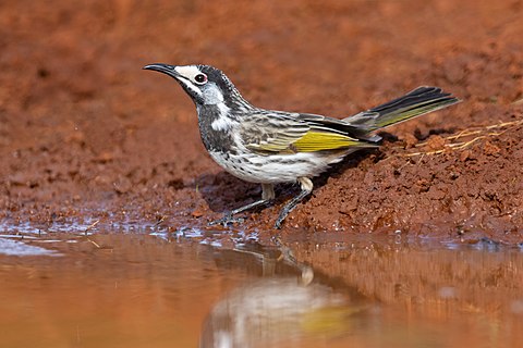 White-fronted honeyeater