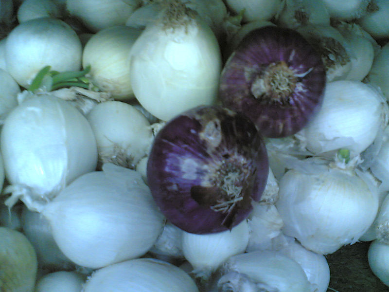 File:White-n-red-onion.jpg