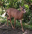 Odocoileus virginianus Español: Venado cola blanca, símbolo de la fauna nacional English: White-tailed Deer, national symbol of Costa Rican fauna