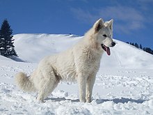 a pure white dog in snow