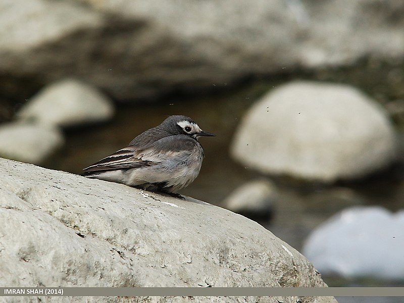 File:White Wagtail (Motacilla alba) (16548381386).jpg