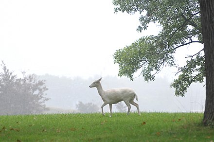White European fallow deer near Argonne National Labs in Westmont, Illinois, U.S.