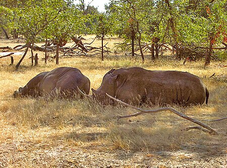 Tập_tin:White_rhino_Livingstone.jpg