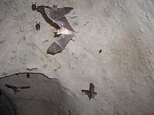 Bahamian bats Wild Bats in Nassau, The Bahamas.jpg