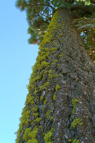 File:Wolf Lichen (982242149).jpg