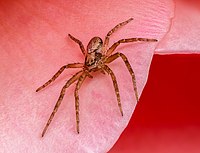 Spider: 8 legs, 2-part body