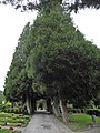 Avenida da árvore da vida ocidental (Thuja occidentalis) com 16 árvores individuais e falsos ciprestes (Chamaecyparis spec.) Com 18 árvores individuais