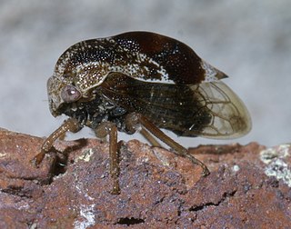 <i>Xantholobus</i> Genus of true bugs