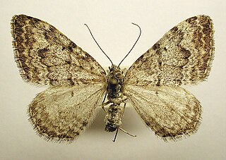 <i>Xanthorhoe annotinata</i> Species of moth