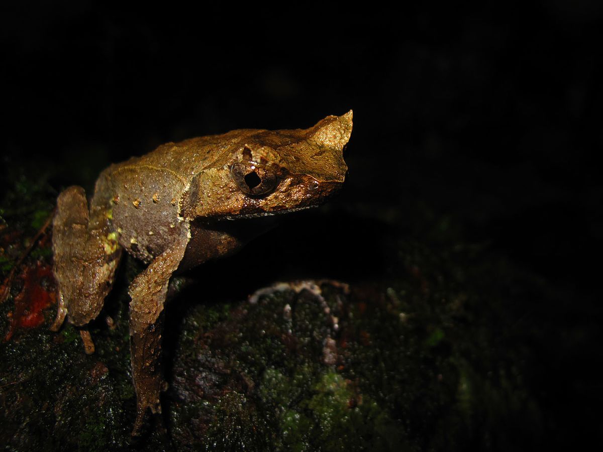 Xenophrys - Wikipedia