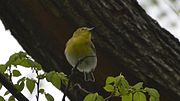 Thumbnail for File:Yellow-throated Vireo (8663601495).jpg