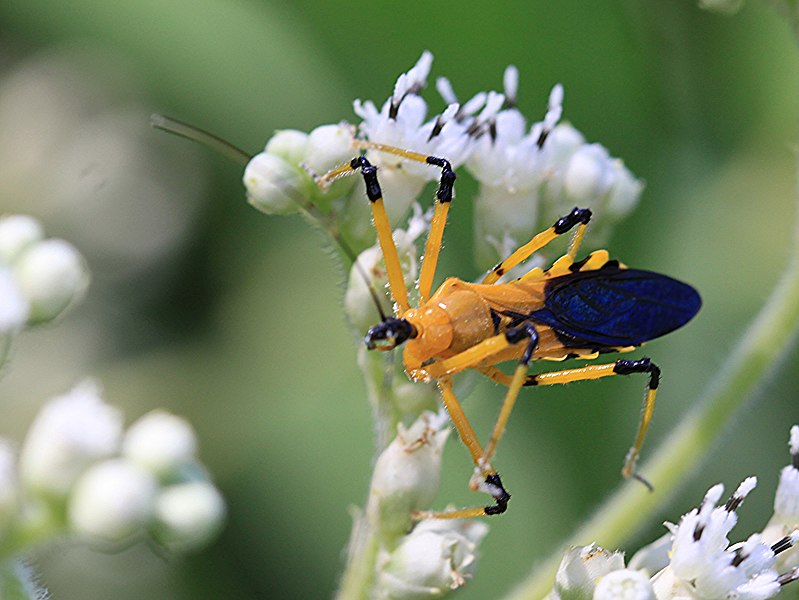 File:Yellow Assassin bug (Reduviidae Cosmolestes picticeps) (8266551703).jpg