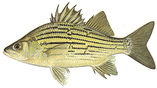 <span class="mw-page-title-main">Yellow bass</span> Species of fish