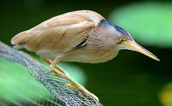 The neck of this yellow bittern is fully retracted.