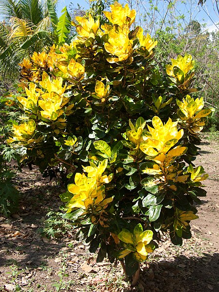 File:Yellow flowers on Ometepe.jpg