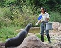 * Nomination California Sea Lion (Zalophus californianus) at the Bronx Zoo, New York City. Juliancolton 01:39, 10 September 2009 (UTC) * Promotion  Comment I think this could benefit from a much tighter crop. -- H005 22:20, 10 September 2009 (UTC) Done, thanks. Juliancolton 00:29, 11 September 2009 (UTC) Yep, much better now. :-) -- H005 07:12, 11 September 2009 (UTC)