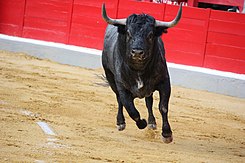 "Fragata", toro di Resin Match (Pablo-Romero), combattuto a Granada il 19 giugno 2011.jpg