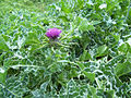 Thumbnail for File:(1) Milk thistle.jpg