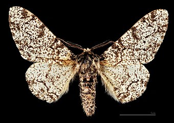 MHNT Biston betularia ♂