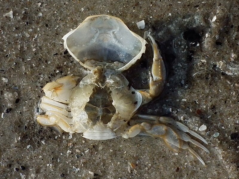 File:Überreste einer Strandkrabbe.JPG