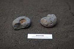 Природњачки центар Свилајнац - Амоноидеа фосили.jpg