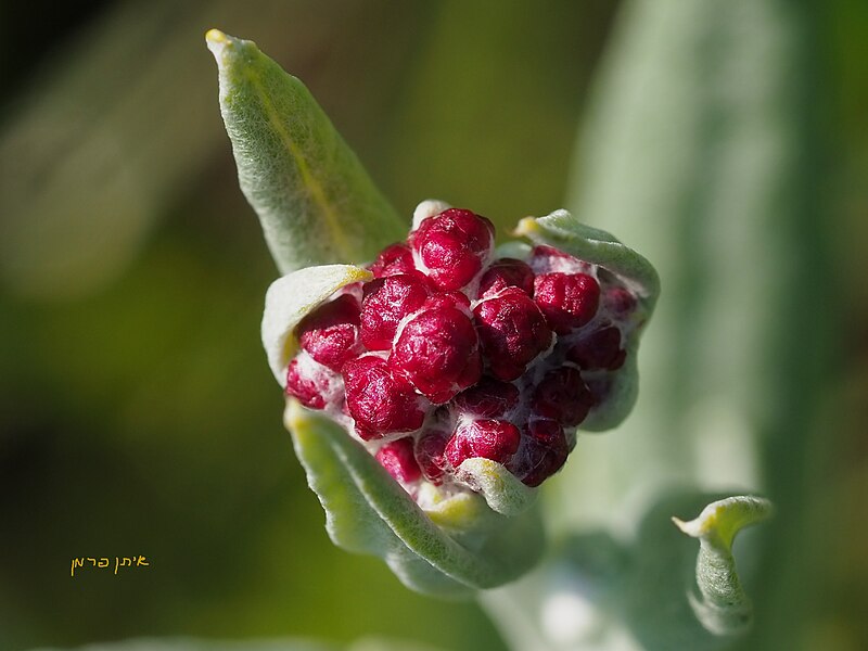 File:דם-המכבים האדום Helichrysum sanguineum.jpg