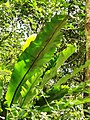 Asplenium nidus growing on rocks